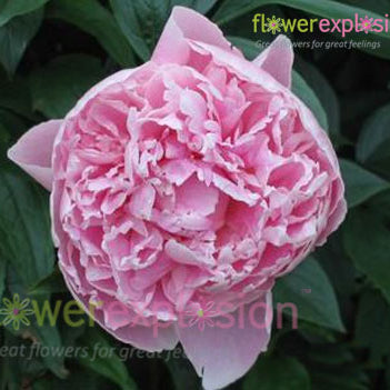 Sarah Bernhard Light Pink Peony