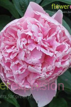 Sarah Bernhard Light Pink Peony