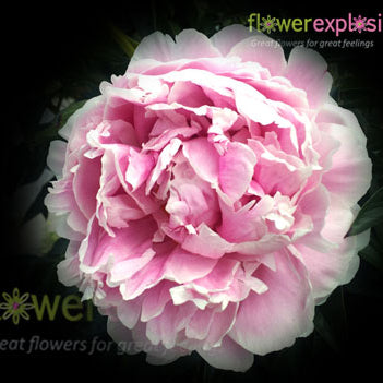 Sarah Bernhard Light Pink Peony
