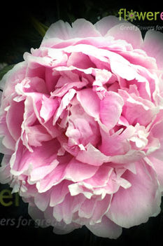 Sarah Bernhard Light Pink Peony