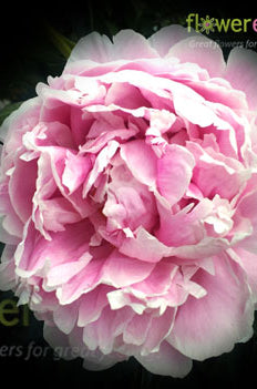 Sarah Bernhard Light Pink Peony
