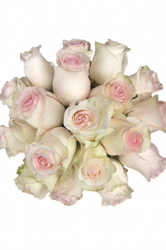 señiorita blush roses