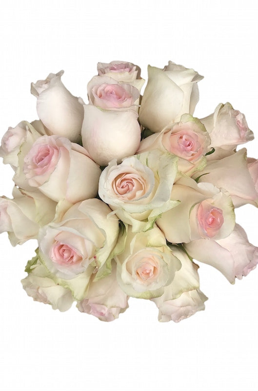 señiorita blush roses