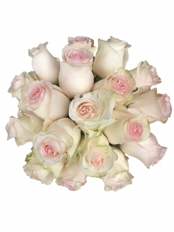 señiorita blush roses