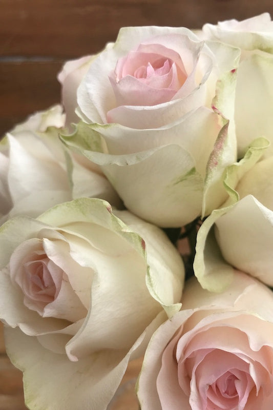 seniorita blush rose heads