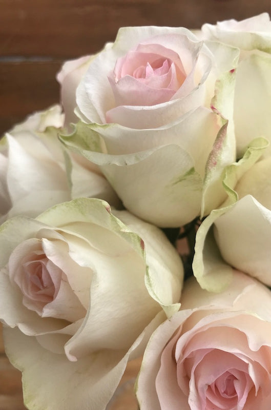 seniorita blush rose heads