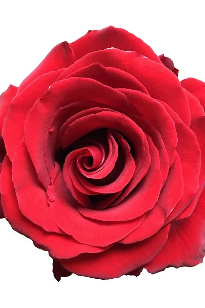Sexy Red Rose