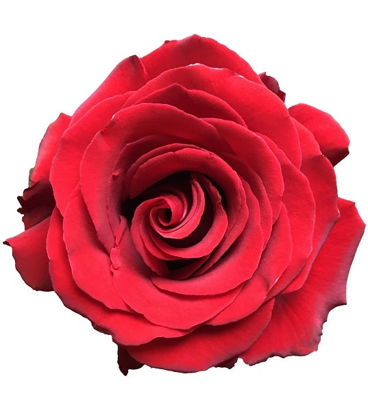 Sexy Red Rose