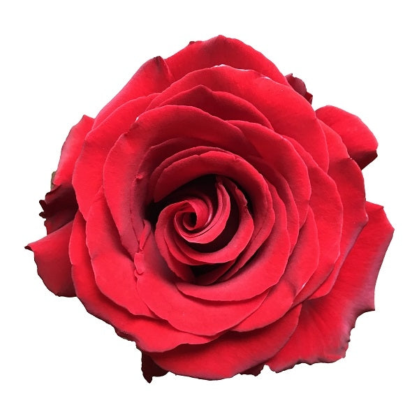 Sexy Red Rose