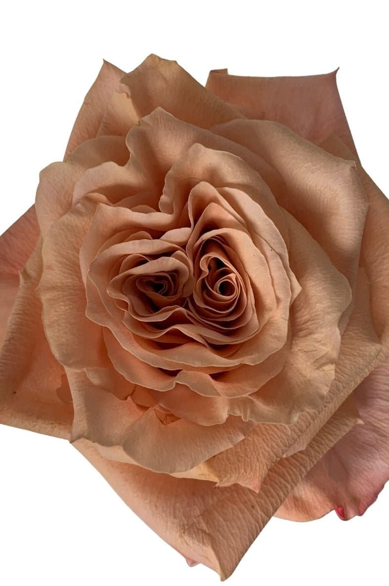 Shimmer Rose Peachy Champagne