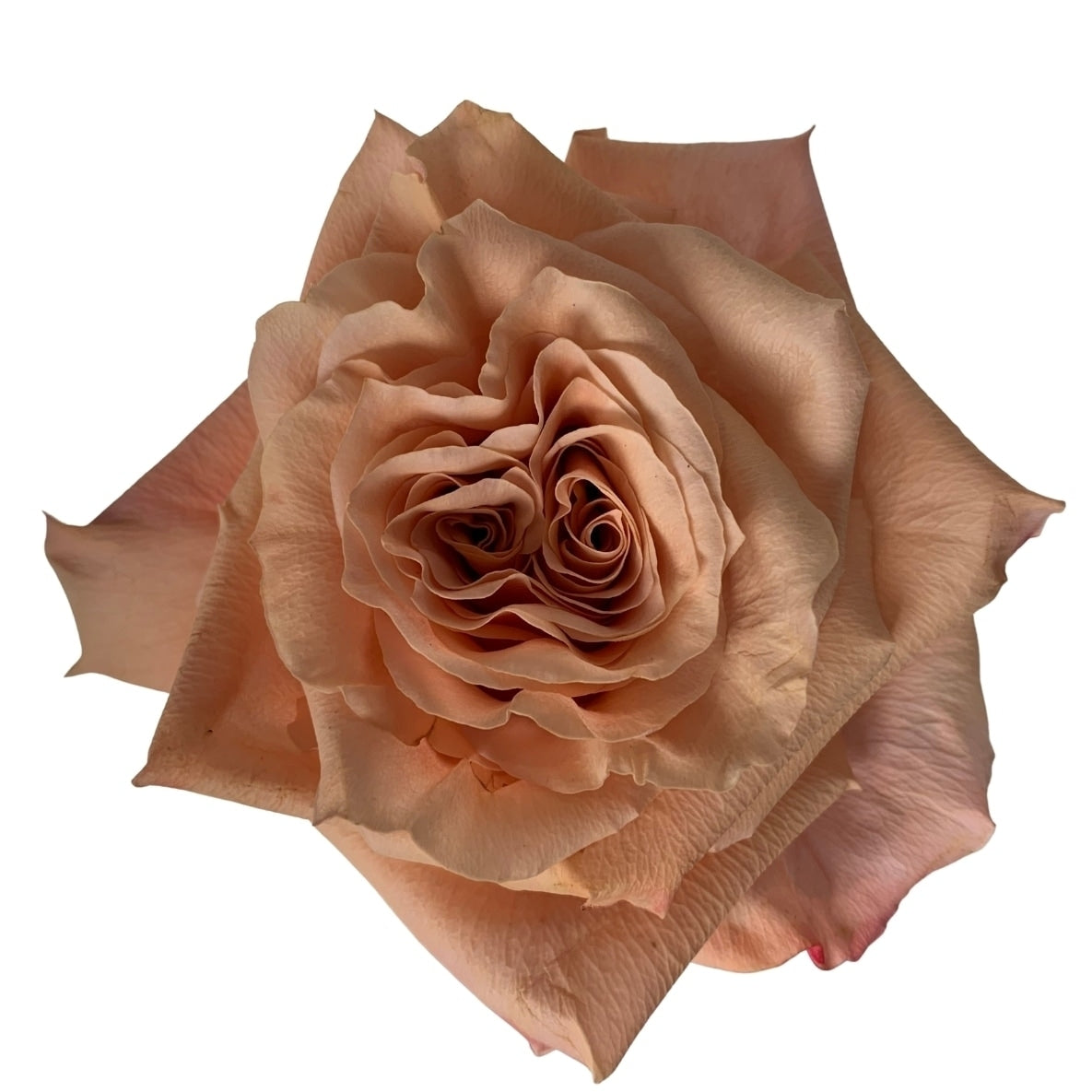 Shimmer Rose Peachy Champagne