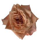 Shimmer Rose Peachy Champagne