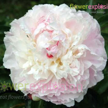 Shirley Temple Blush Peony