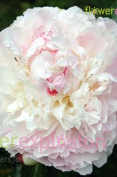 Shirley Temple Blush Peony