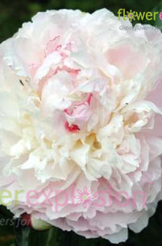 Shirley Temple Blush Peony