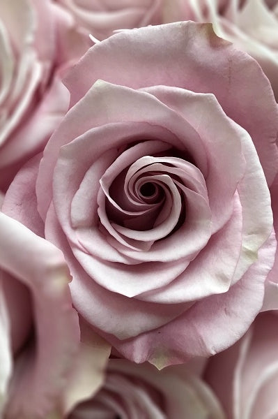 light-lavender-roses