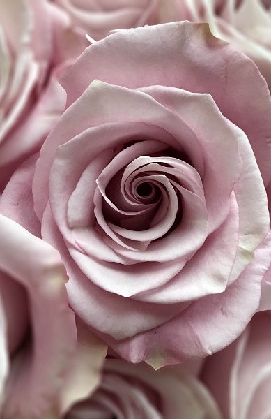 light-lavender-roses