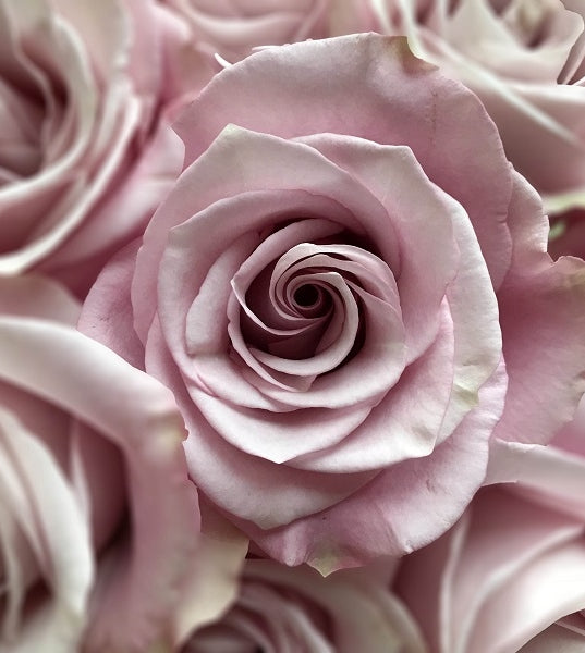 light-lavender-roses