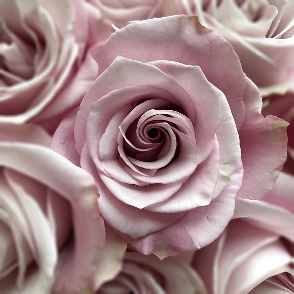 light-lavender-roses