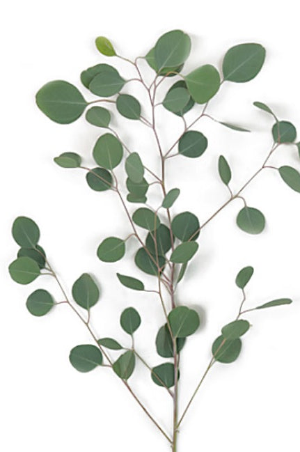 Silver Dollar Eucalyptus