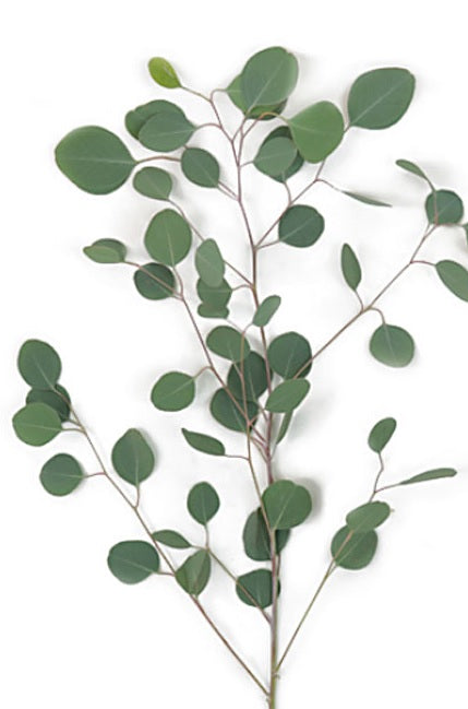 Silver Dollar Eucalyptus