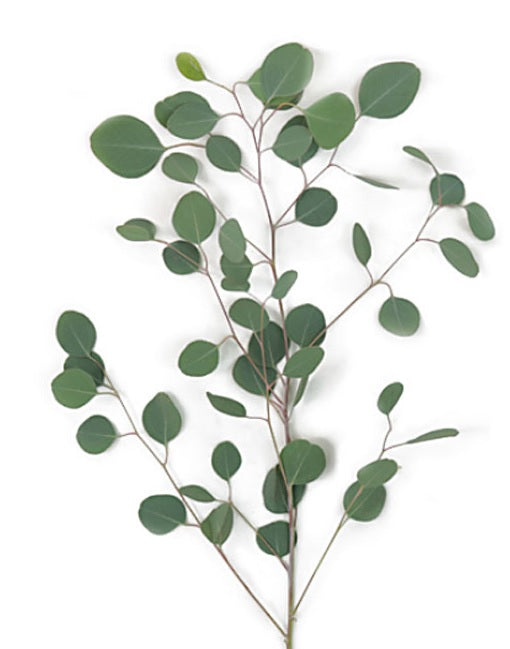 Silver Dollar Eucalyptus