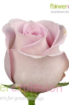 Silverstone Lavender Rose