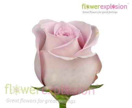 Silverstone Lavender Rose