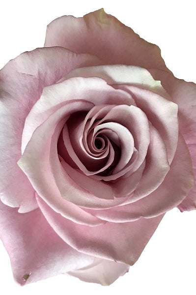 lavender-silver-rose