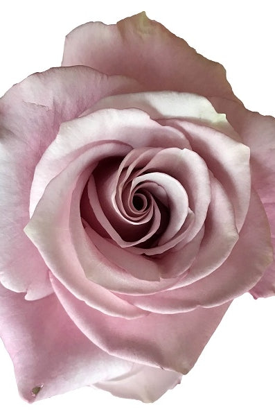 lavender-silver-rose