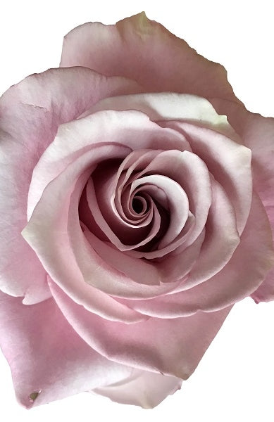 lavender-silver-rose