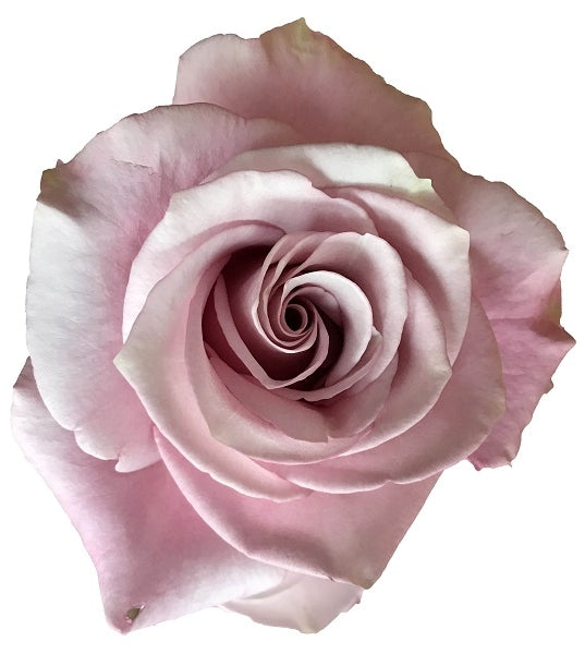 lavender-silver-rose