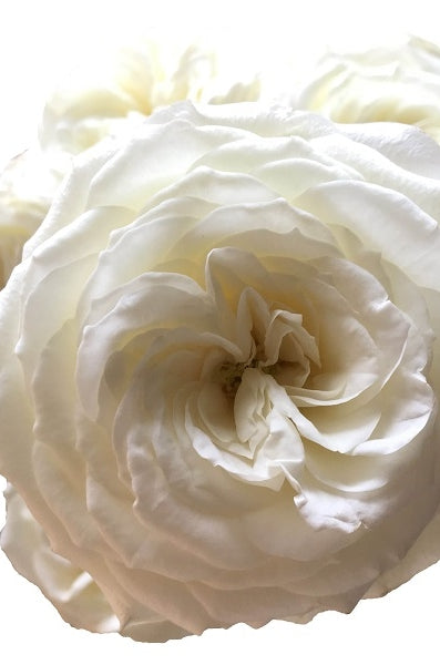 Snow White Rose