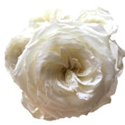 Snow White Rose