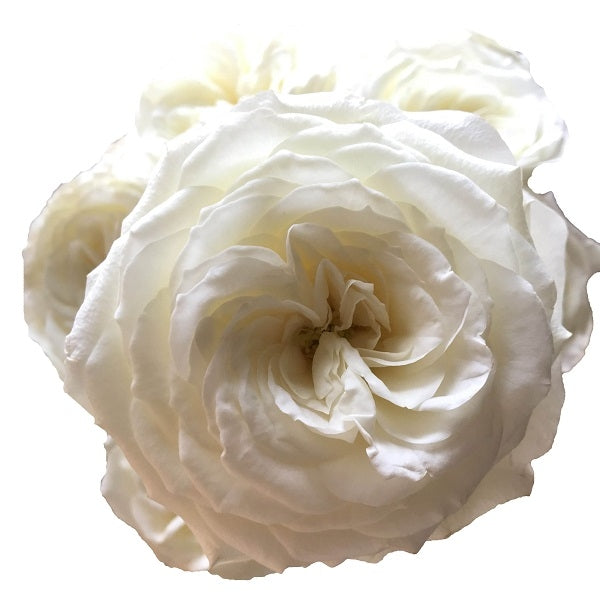 Snow White Rose