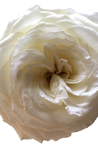 Snow White Garden Rose