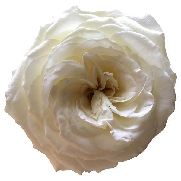 Snow White Garden Rose