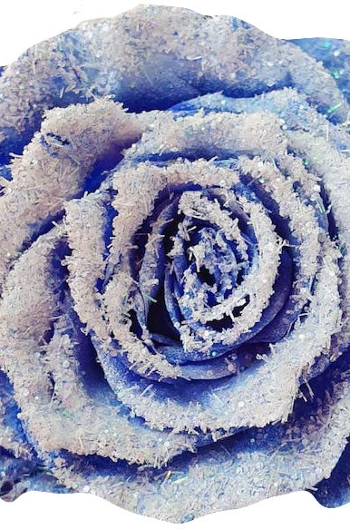 blue snow capped rose