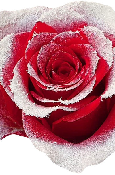 snowy red rose