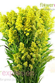 Aster Solidago Green