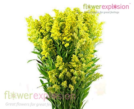 Aster Solidago Green