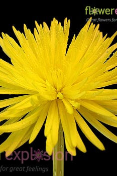 Spider Anastasia Yellow