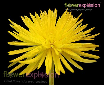 Spider Anastasia Yellow