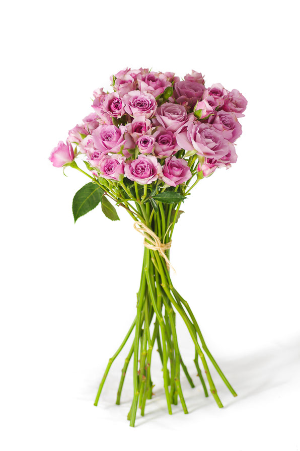 spray roses lavender