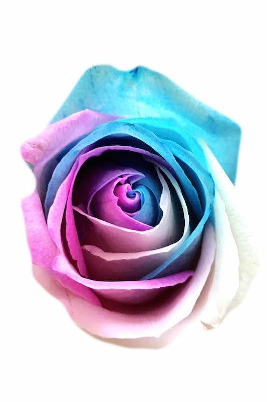 spring rose head