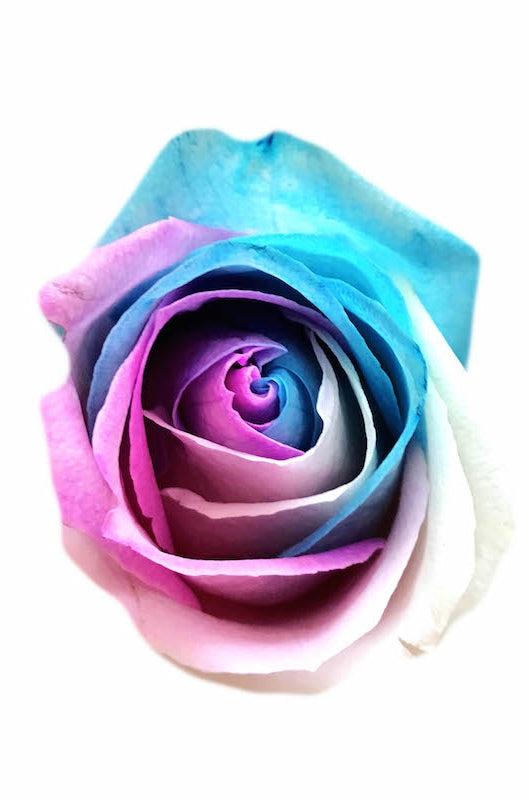 spring rose head