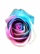 spring rose head