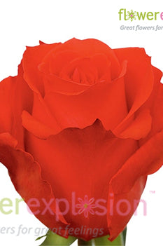 Star 2000 Rose