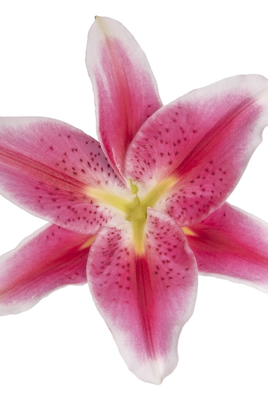 starfighter lily