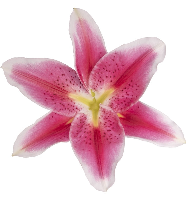 starfighter lily